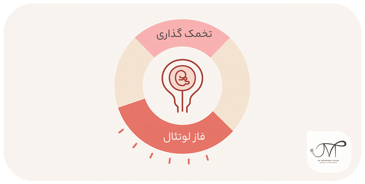 چرخه قاعدگی و اختلال فاز لوتئال