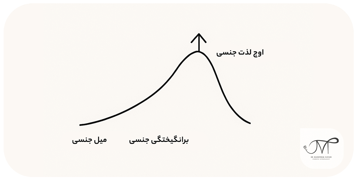 مراحل پاسخ جنسی