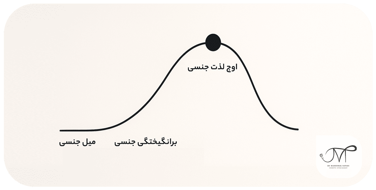 چرخه جنسی و مرحله ارگاسم