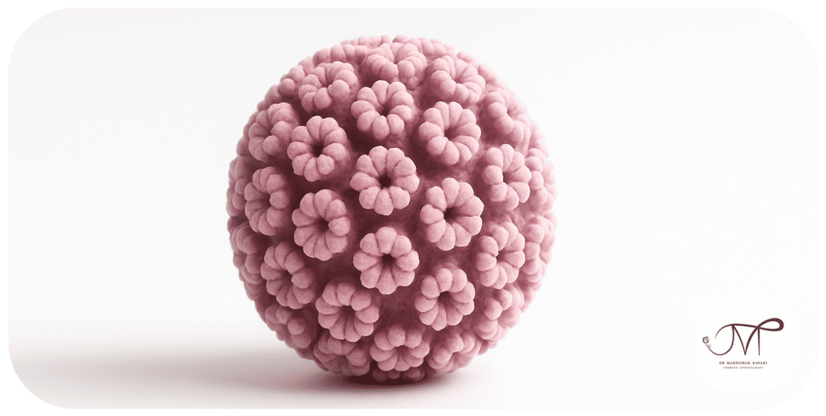 تصویر شماتیک ویروس HPV